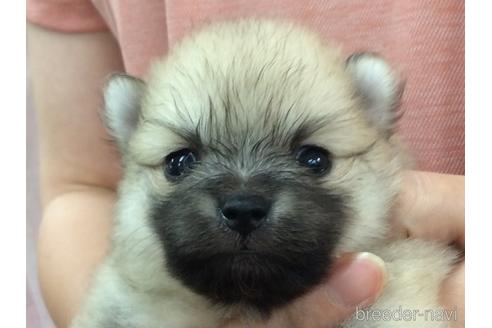成約済の山口県のポメラニアン-184861の2枚目